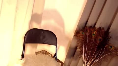 barbie online show from February 27, 5:16 pm