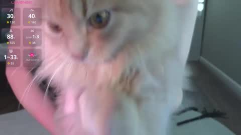 Alexa online show from October 15, 2:37 am