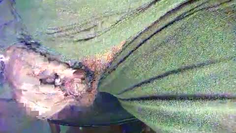 Alex online show from October 27, 11:38 pm