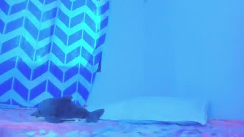 Alice online show from January 20, 10:04 pm