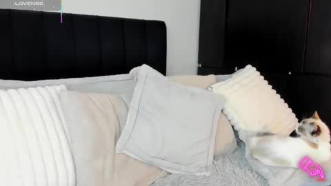 -  A M A R A - online show from February 13, 8:55 pm