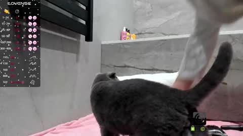   Amira  Lush     Domi   is active  Open Pvt Welcome to the world of pleasure online show from October 1, 7:29 am