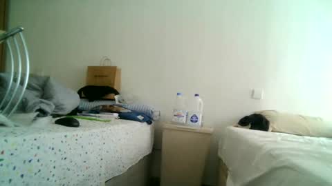 furry bear online show from March 11, 12:50 pm