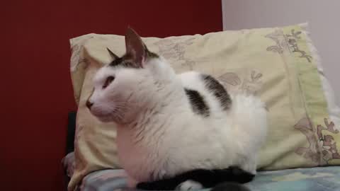 bayonette_black online show from February 3, 11:20 am