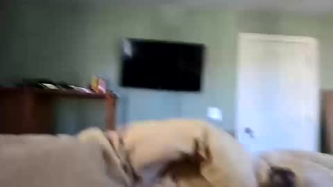 bdawg188 online show from October 14, 1:25 pm