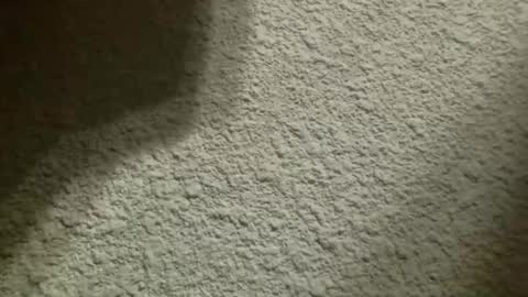 Bigfish123 online show from October 10, 4:51 am