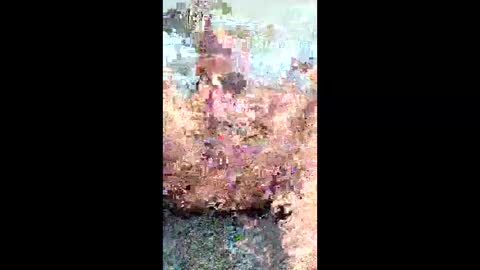 caliche1970 online show from May 15, 7:28 am