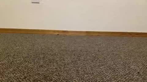 cash13bychanel online show from February 28, 4:49 am