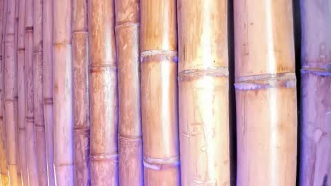 CHARLOTTE  online show from December 21, 7:31 pm