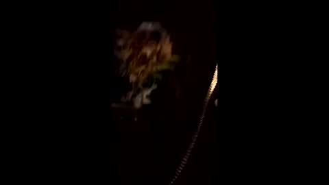 Bad Ballerina online show from February 10, 5:21 am