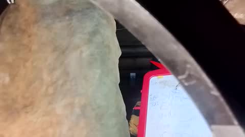 Marcus D-von Steel as the raunchy ass sniffer thrill me with your online show from April 25, 8:38 am