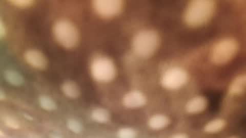 Alex online show from January 29, 6:33 am