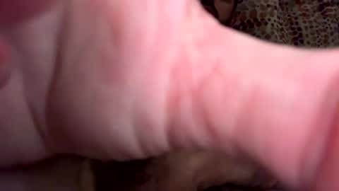 dollasign69b online show from December 7, 3:31 am