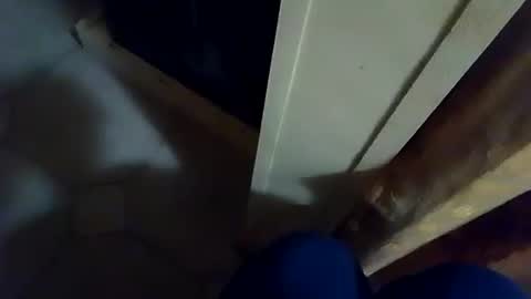 dthedog12 online show from November 14, 2:36 am