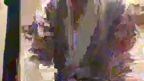 Dad online show from March 23, 11:26 am