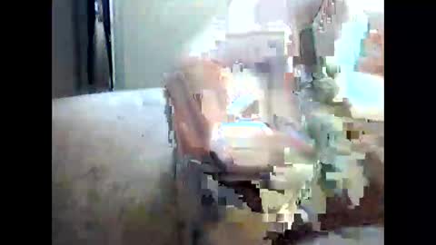 forest1989 online show from October 20, 9:36 am