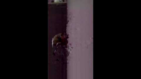 freelingling online show from January 14, 8:44 am