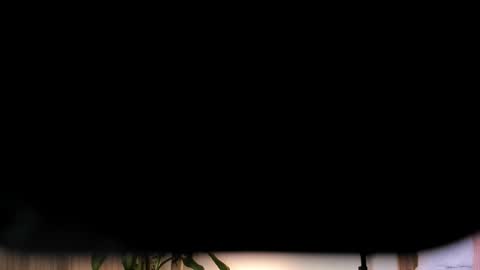 Hailey online show from February 3, 2:53 am