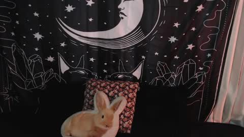 Snapshot of isabella__dark chatting on January 7, 10:41 pm online show from January 7, 10:41 pm