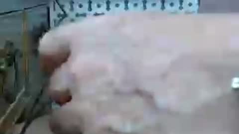 ixtol online show from June 30, 3:11 pm