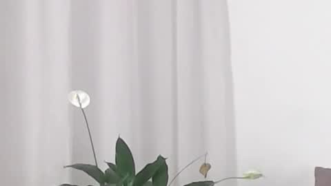 Snapshot of katejolie chatting on February 19, 5:38 am Help me with rate thanks online show from February 19, 5:38 am