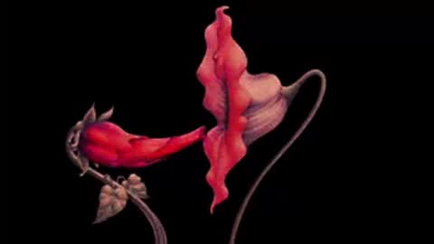 katsuro online show from February 2, 6:48 pm