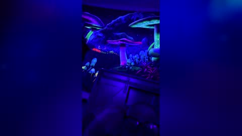 korysmith568 online show from January 12, 10:00 am