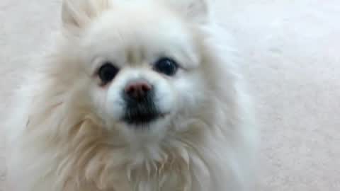 Snapshot of laceyphoenix1 chatting on February 23, 1:46 am Lacey Phoenix online show from February 23, 1:46 am