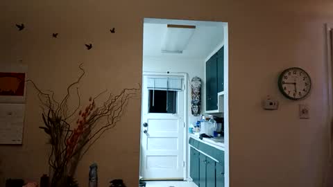 lacybell online show from March 8, 11:37 am