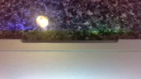 Snapshot of lapuzzycat201923 chatting on January 14, 2:43 pm Lapuzzycat201923 online show from January 14, 2:43 pm