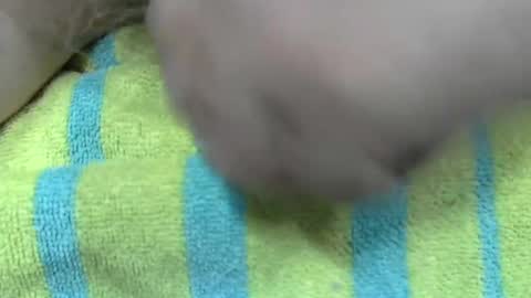 LilTonyPA online show from January 21, 6:45 pm