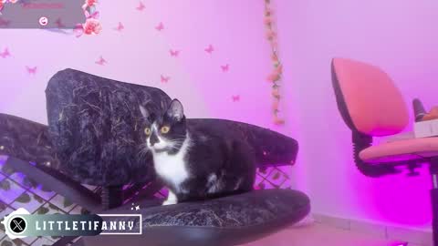 Tifanny online show from February 23, 3:14 pm