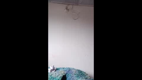 luna ember online show from December 21, 4:35 pm