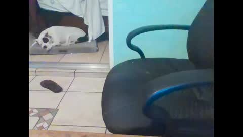 mobiledui online show from February 16, 9:37 am