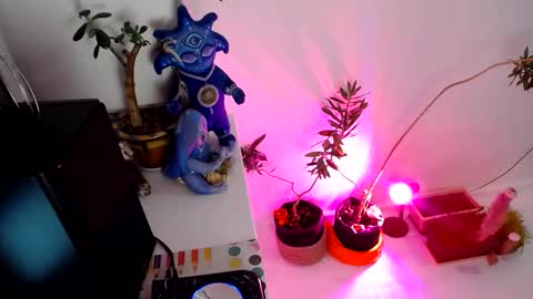 Muse Ali  online show from December 31, 2:14 pm