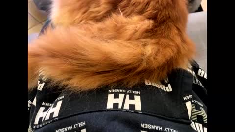 Snapshot of oggs48 chatting on November 1, 1:43 pm oggs48 online show from November 1, 1:43 pm