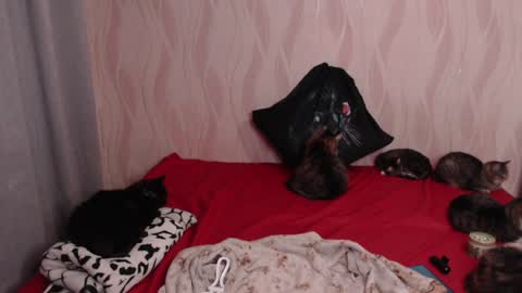 Snapshot of olivia_redd chatting on January 15, 10:13 pm Olivia online show from January 15, 10:13 pm