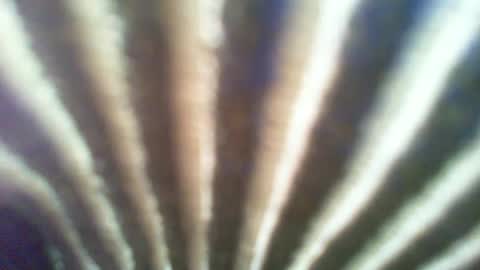 ontgrown online show from January 6, 7:13 pm