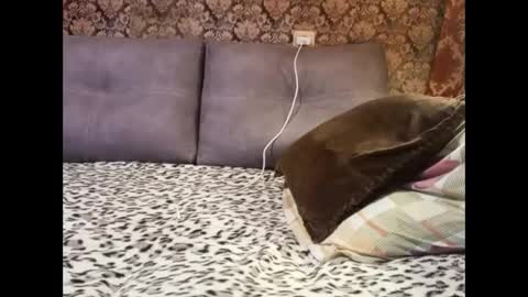 Pancamo online show from January 5, 6:45 pm