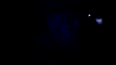 peterson1978 online show from June 4, 2:06 am