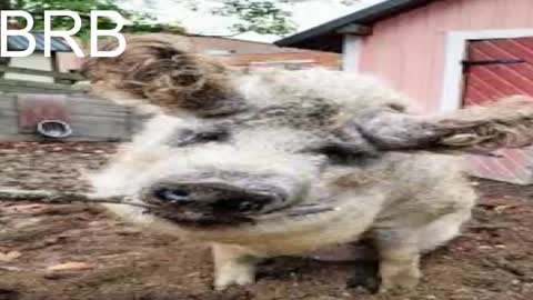 QUEEN OF EVIL online show from March 12, 5:35 am