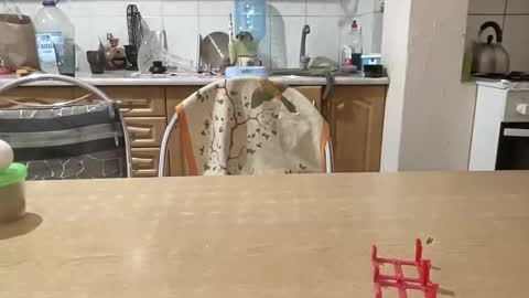 Rose and the Collector online show from October 1, 8:46 am