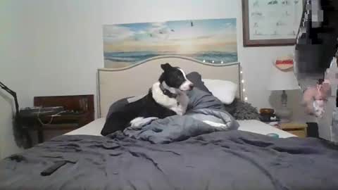 salsbud2022 online show from February 28, 2:53 am