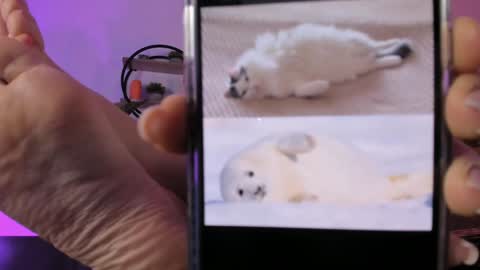 save the qween online show from February 2, 8:45 am