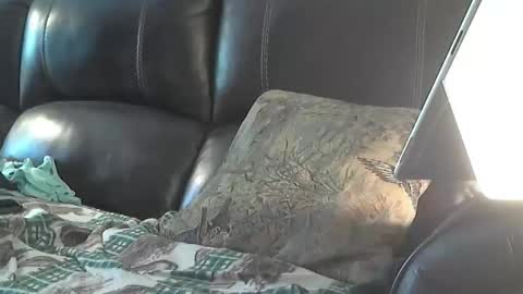 Sharkey644 online show from March 26, 3:28 pm