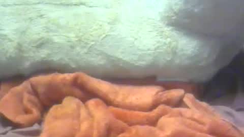 sherbearxrayghost online show from November 16, 2:52 pm