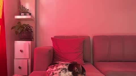 skinnylatin69 online show from January 15, 7:34 pm