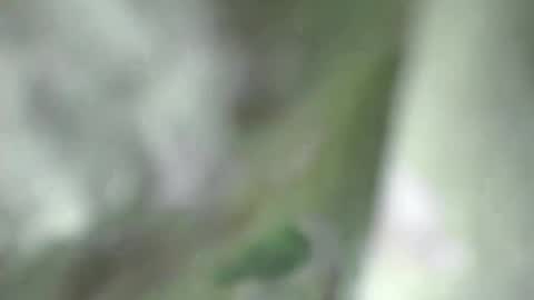 Sophia Tamil online show from March 10, 6:23 pm