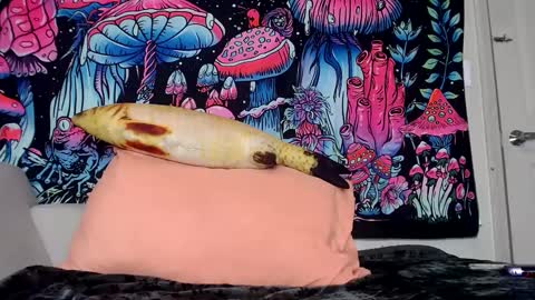 Star Vega online show from January 30, 4:02 pm