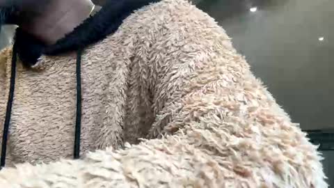 sugarcockydaa online show from January 22, 10:29 am